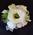 GF Lisianthus in Pink